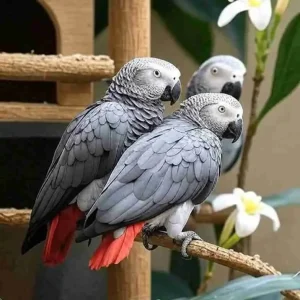 African Grey Parrots sitting on a branch – intelligent large talking pet parrots