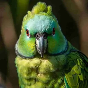 Green Amazon Parrot with bright feathers – popular large talking pet parrot species