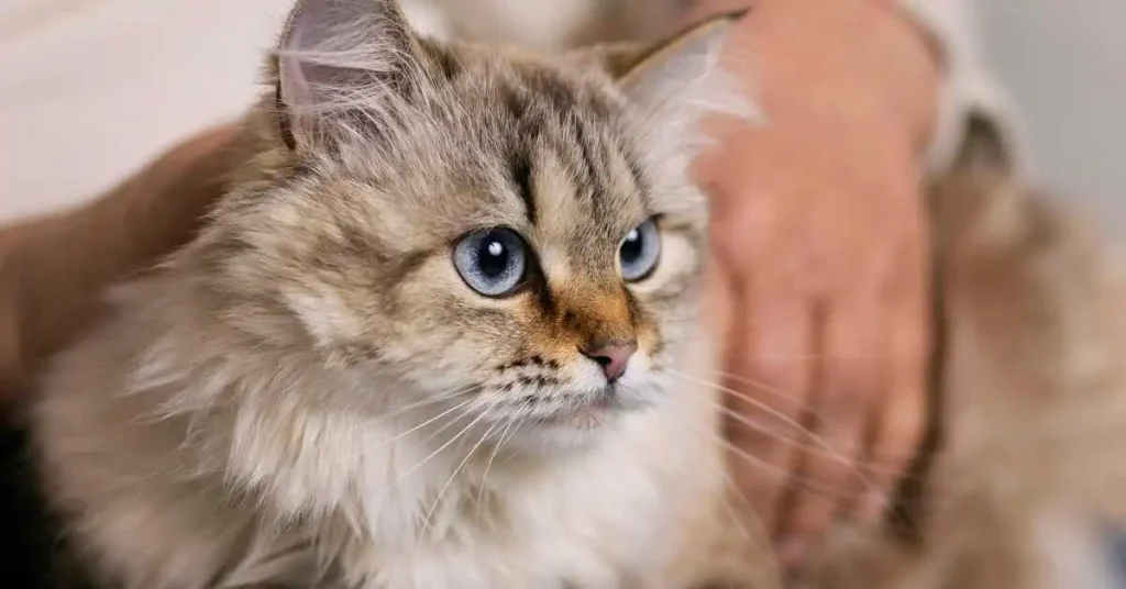 Dementia in Cats — Complete Guide for Pet Owners