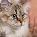 Elderly cat showing signs of dementia in a calm home environment, highlighting senior cat care and cognitive changes