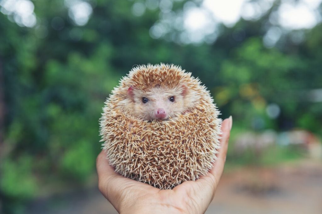 How to Care for a Pet African Pygmy Hedgehog