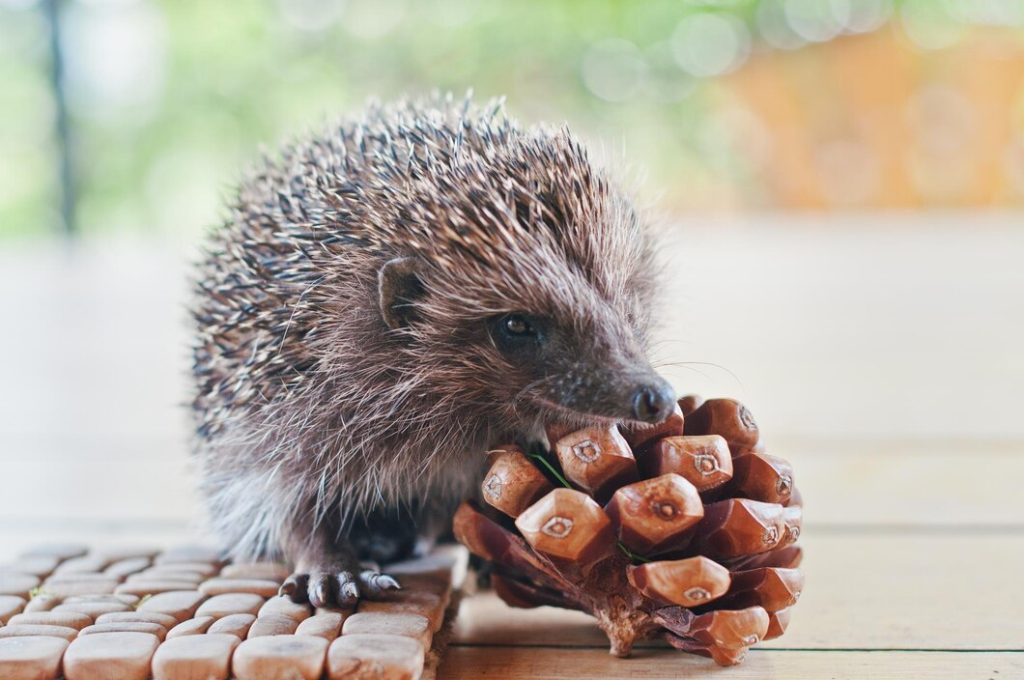 What Do Hedgehogs Eat?