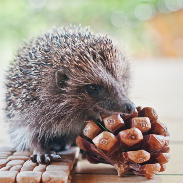 What Do Hedgehogs Eat?