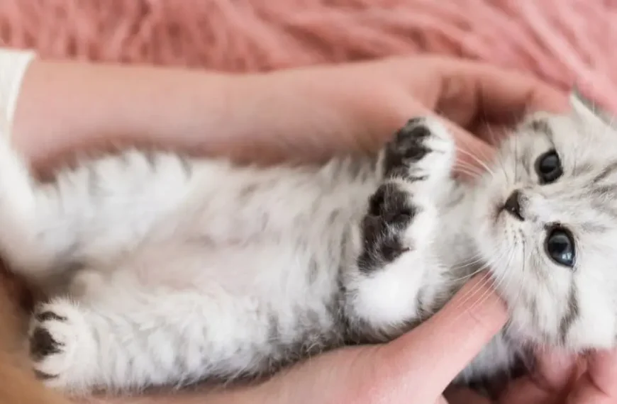 Kitten Development in the First Six Weeks of Life