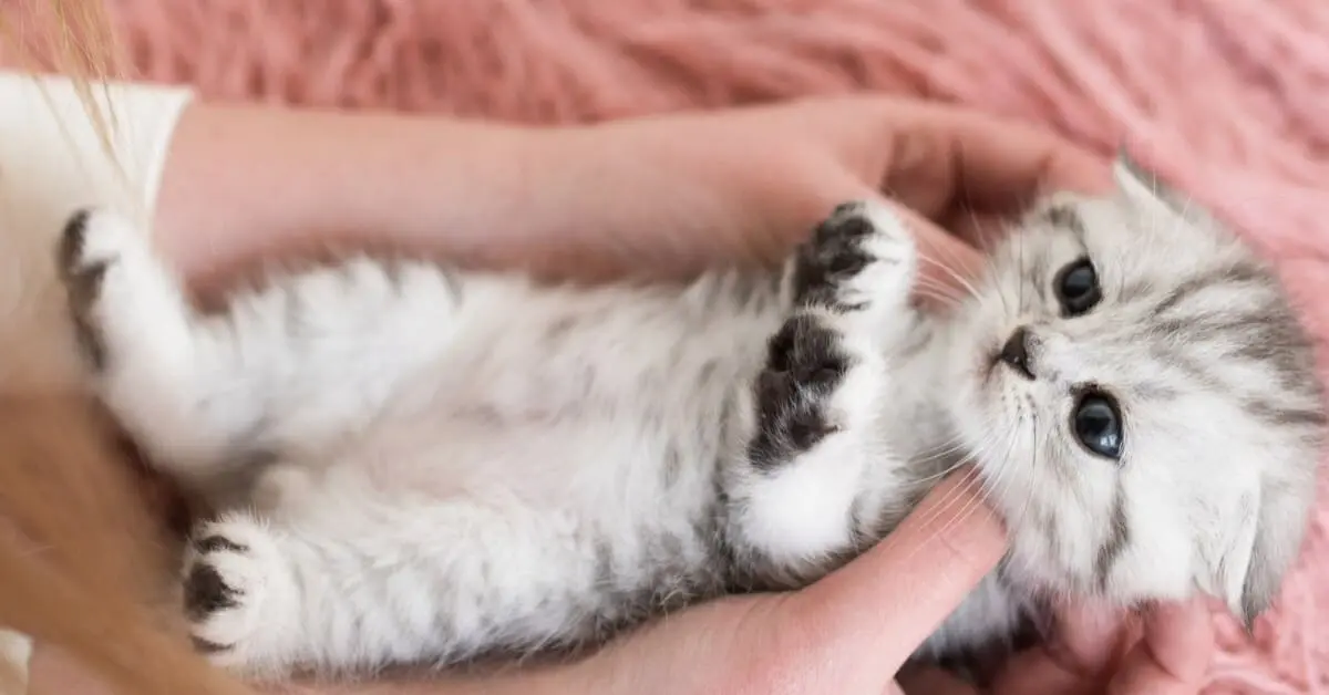 Kitten Development in the First Six Weeks of Life