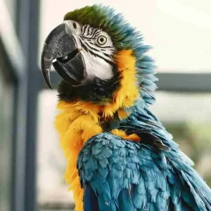 Blue and gold macaw – best large pet parrot with vibrant feathers