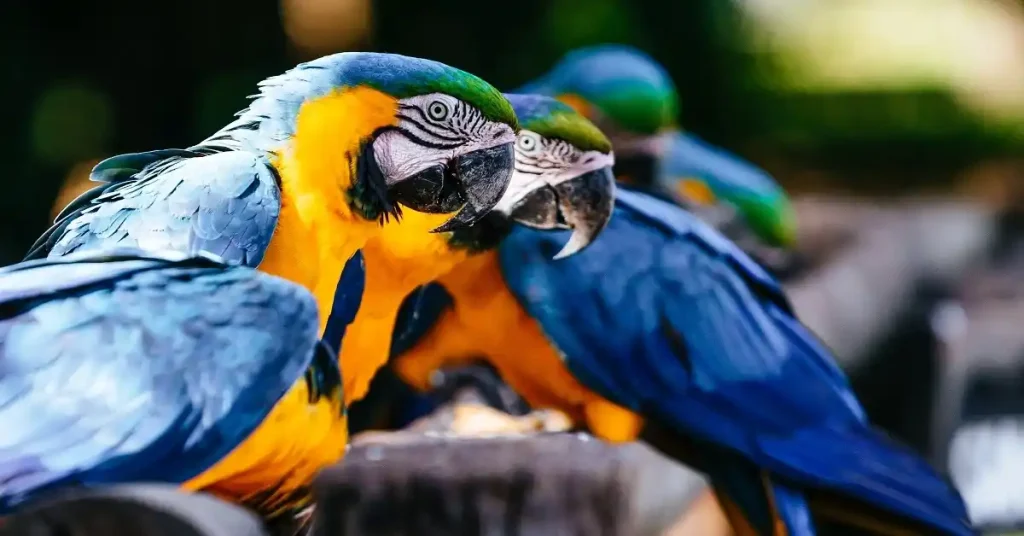 5 Fun Facts About Macaws