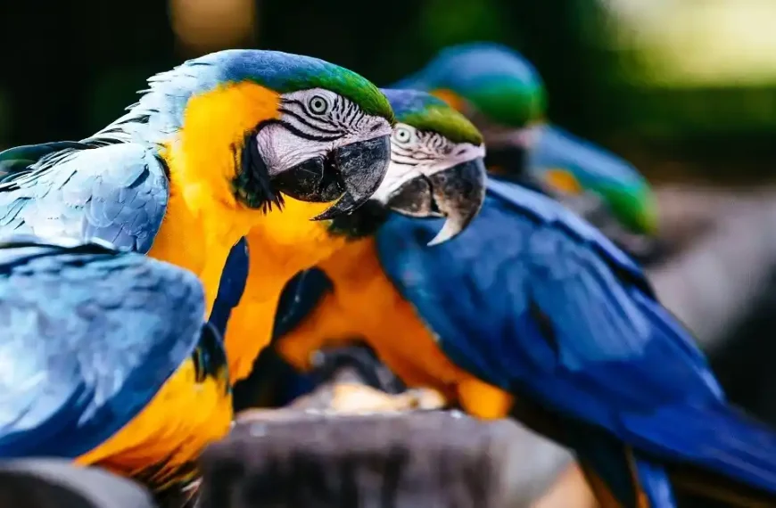 5 Fun Facts About Macaws