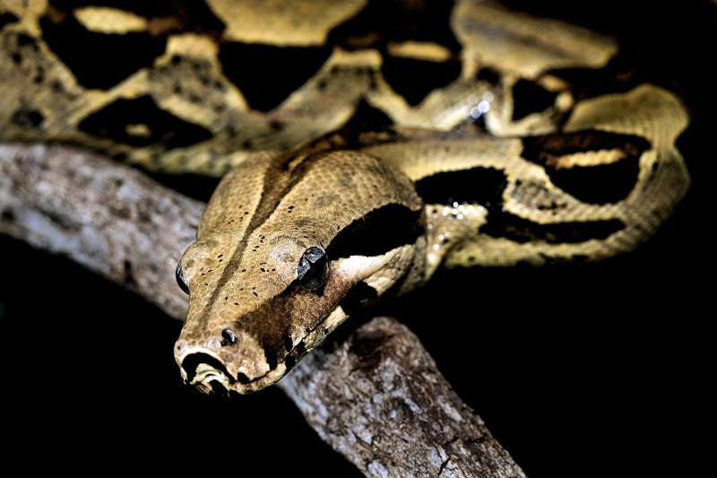 Boa constrictor snake resting on a tree branch in low light