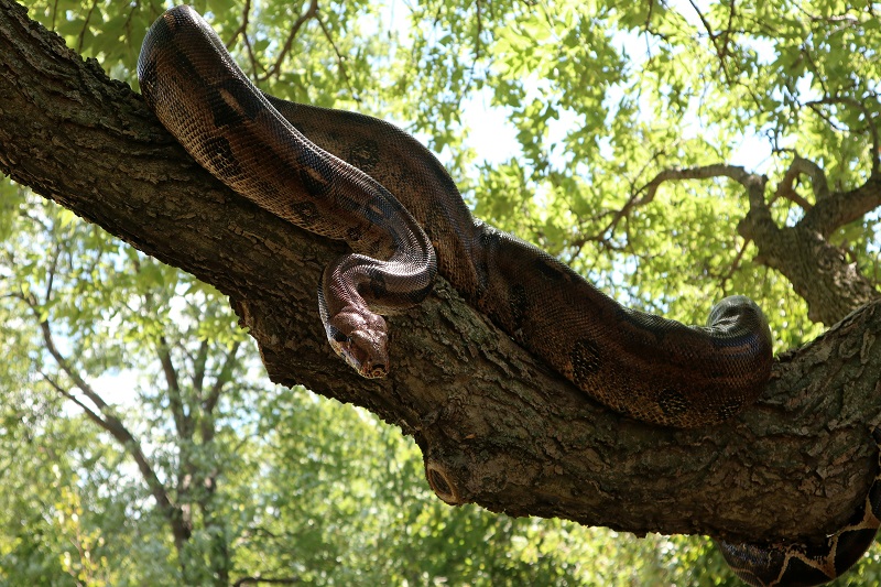 Large boa constrictor snake resting on a tree branch during daylight