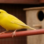A yellow canary bird sitting on a perch inside a clean cage, Canary Bird Care