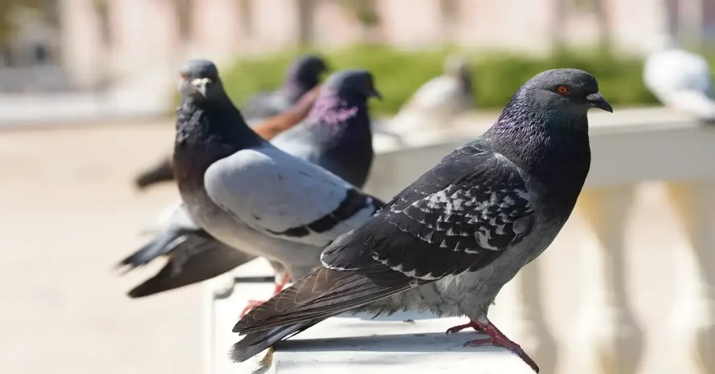 Common Pigeon Diseases