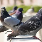 Common Pigeon Diseases