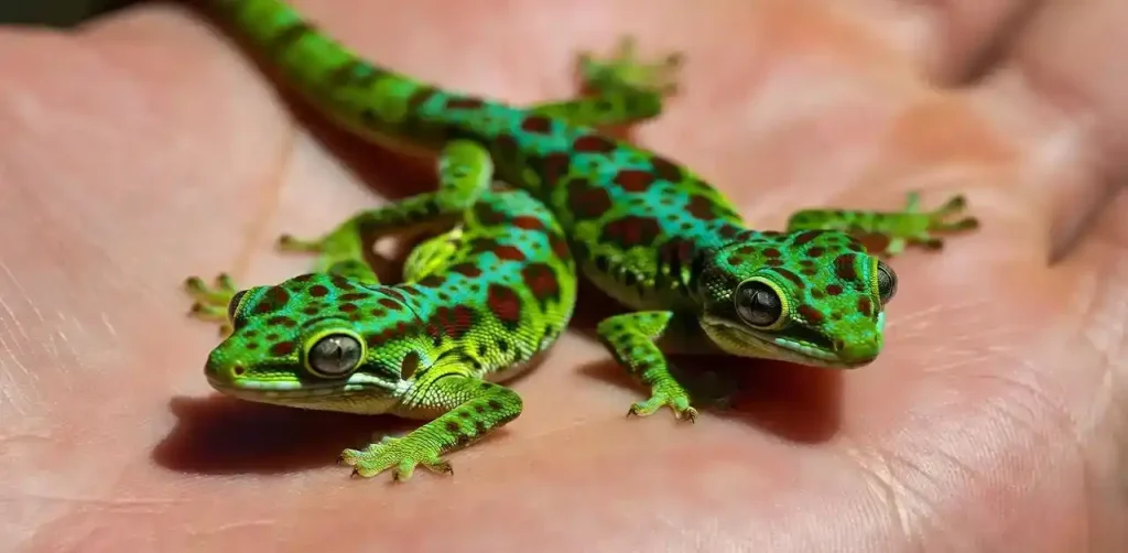 gecko care guide for keeping geckos as pets