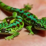 gecko care guide for keeping geckos as pets
