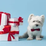 Dog birthday ideas - Dog birthday celebration with fun party decorations and treats