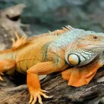 Exotic pets state-by-state ownership laws guide,Exotic Pets You Can Own Without a License