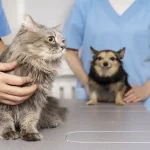 Gastric Acid Secretion in Dogs and Cats