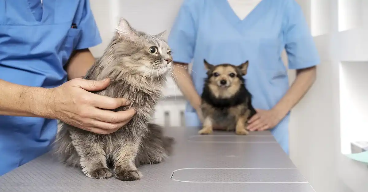 Gastric Acid Secretion in Dogs and Cats