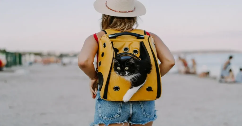 tips for traveling with your cat safely and calmly