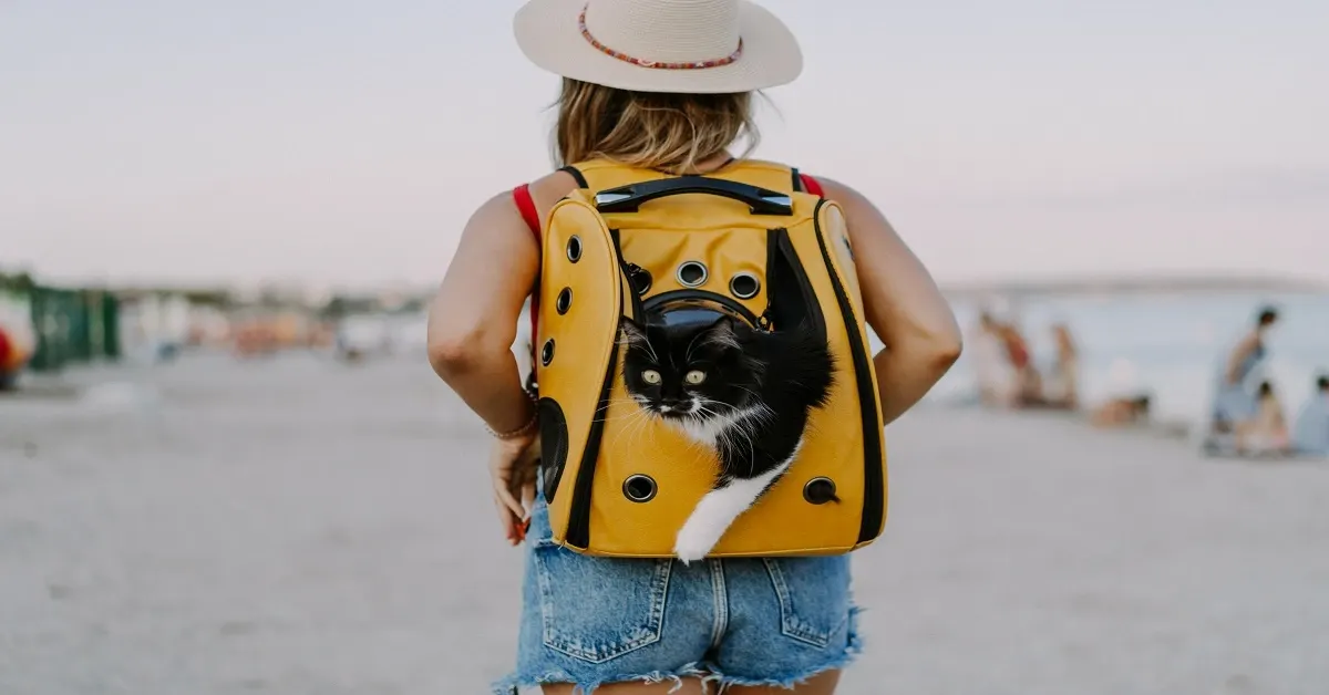 tips for traveling with your cat safely and calmly