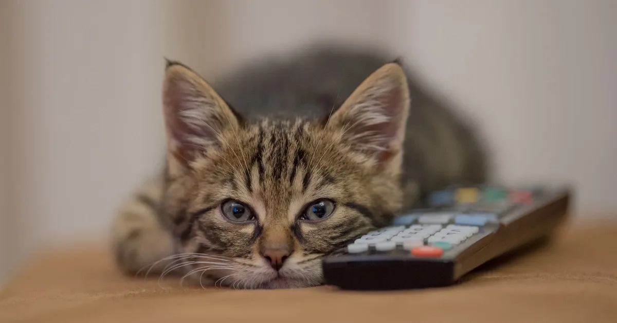 is cat tv safe for indoor cats screen time