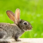 Itching and Scratching in Rabbits – Causes & Treatments