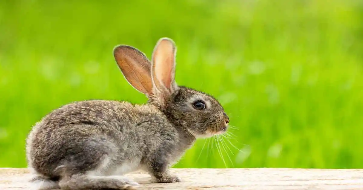 Itching and Scratching in Rabbits – Causes & Treatments