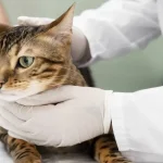 Neurological disorders in cats showing symptoms and vet diagnosis