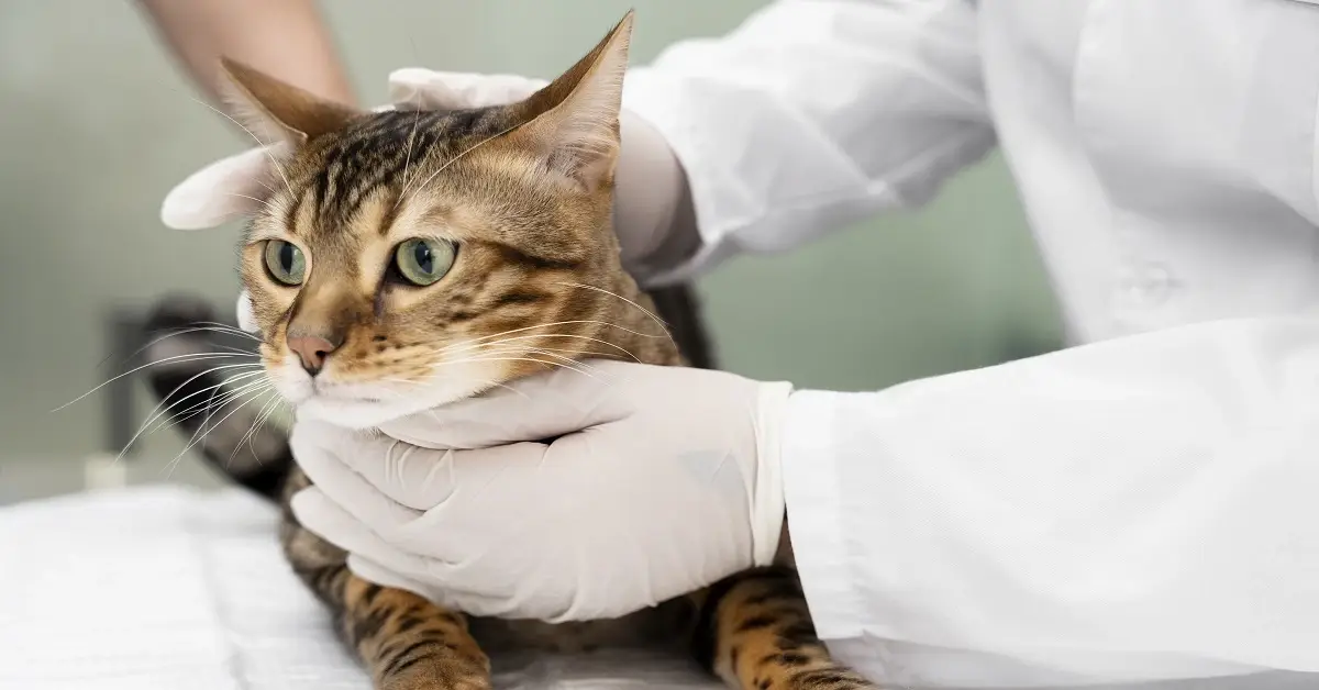 Neurological disorders in cats showing symptoms and vet diagnosis