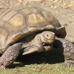 Russian tortoise resting in a dry, natural habitat