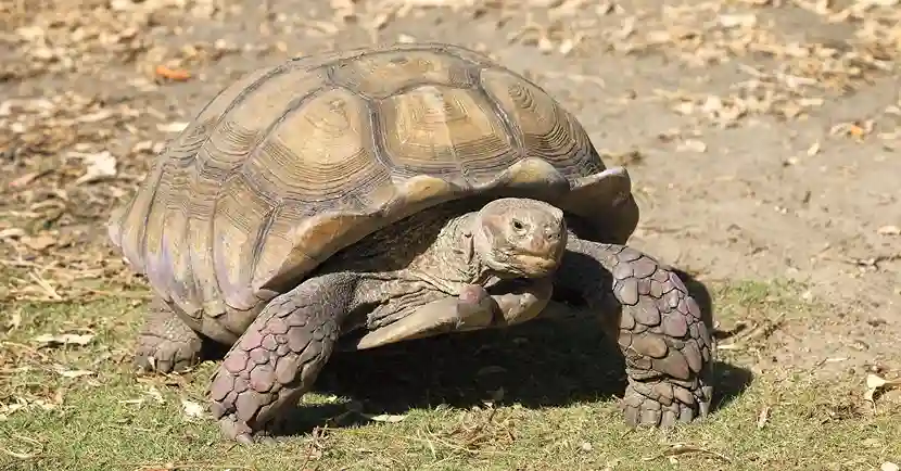 Russian tortoise resting in a dry, natural habitat
