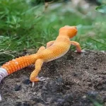 tail loss in geckos and tail regrowth stages