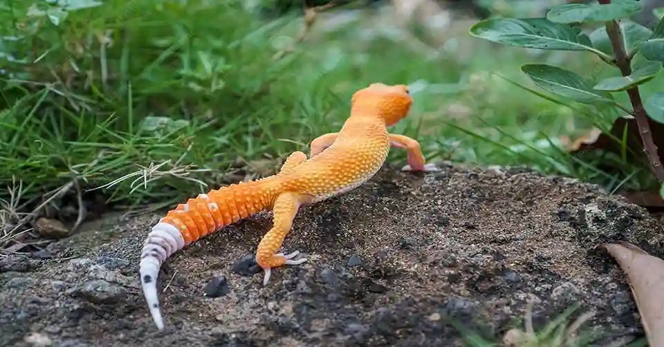 tail loss in geckos and tail regrowth stages