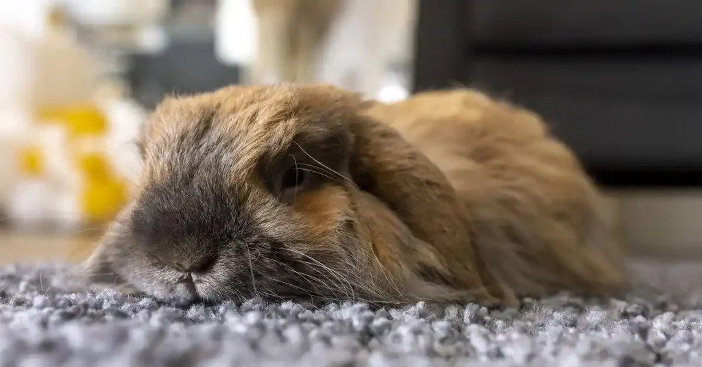 do rabbits get bored? mental stimulation guide for rabbits