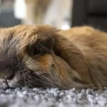 do rabbits get bored? mental stimulation guide for rabbits
