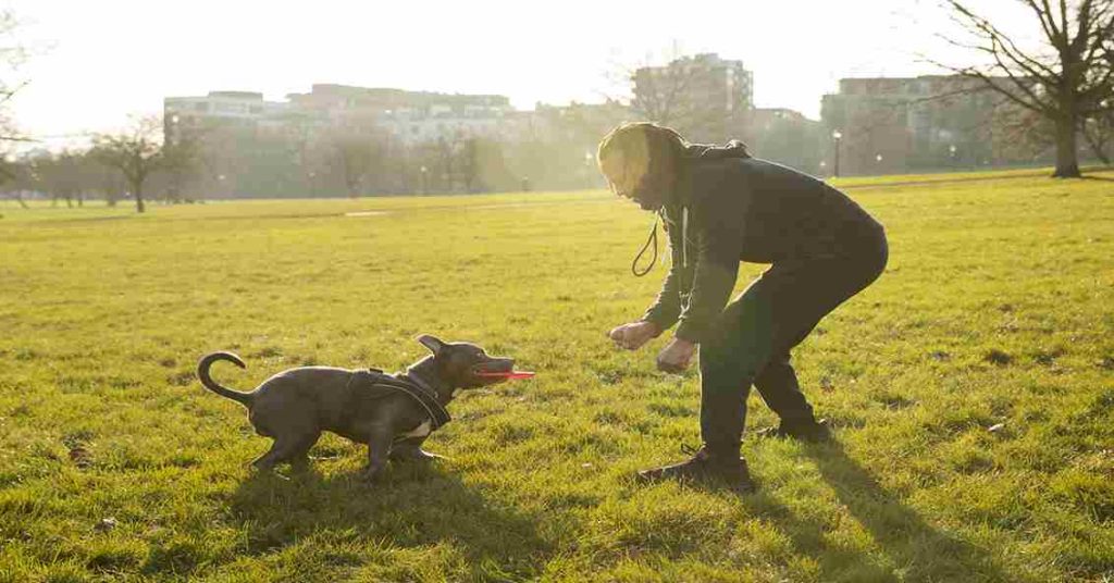 Dog exercising outdoors with owner during daily walk.