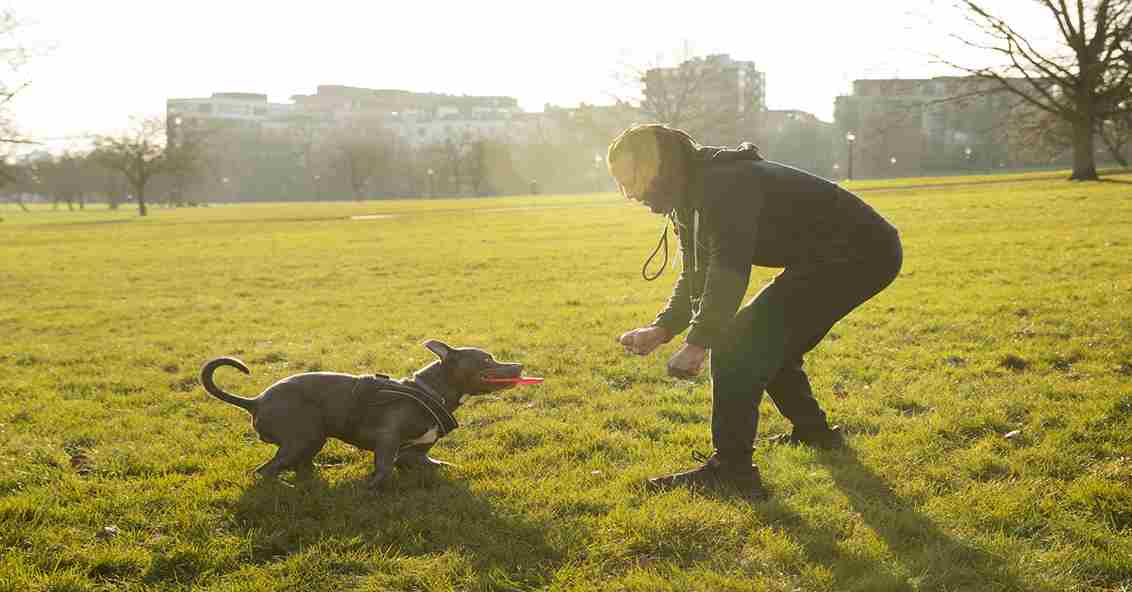 Dog exercising outdoors with owner during daily walk.