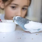 How to help your bird gain weight using healthy foods and specialized feeding techniques
