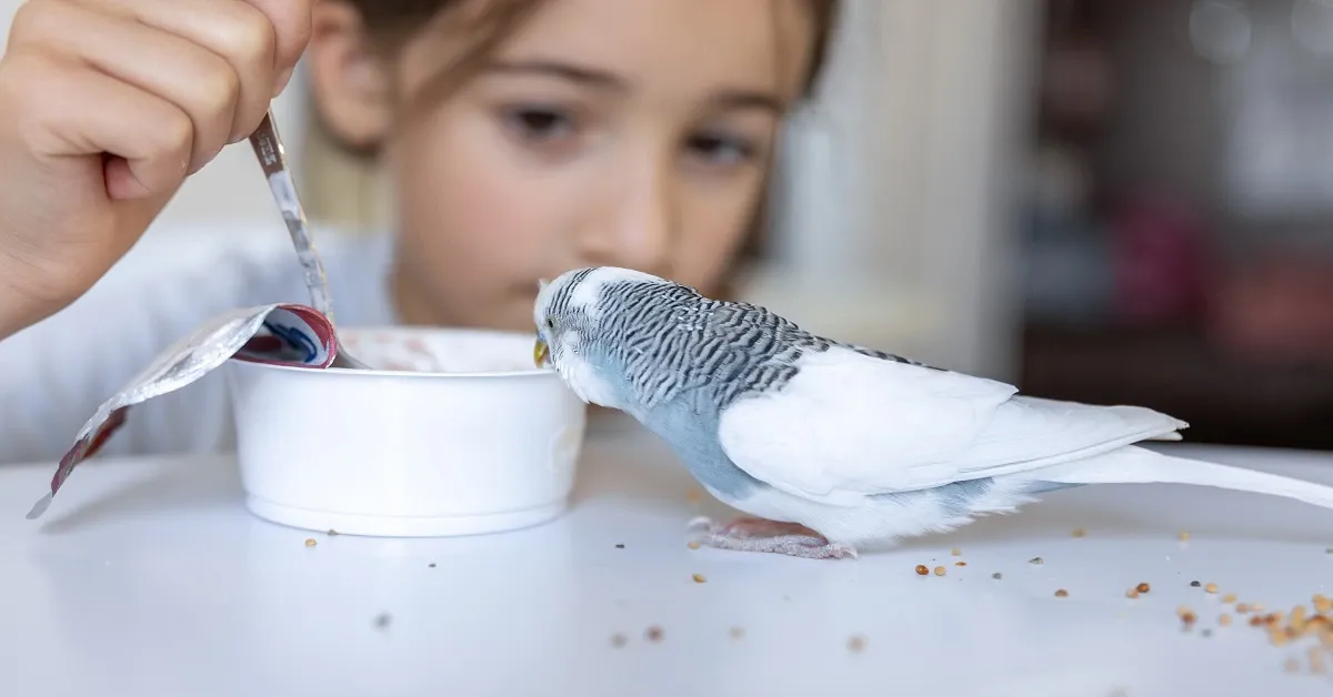 How to help your bird gain weight using healthy foods and specialized feeding techniques
