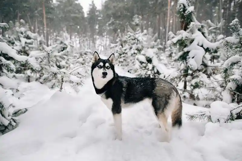 Alaskan Malamute standing in a snowy forest, showcasing its thick double coat and strong build