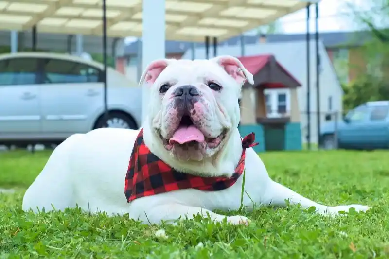 American Bulldog lying on green grass outdoors, wearing a red checkered bandana