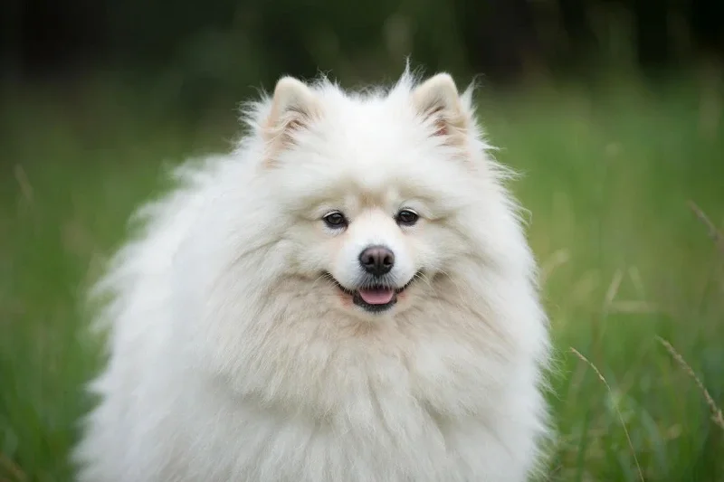 American Eskimo Dog standing on grass with a thick white fluffy coat and alert expression