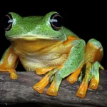 american green tree frogs resting on green leaves inside a terrarium