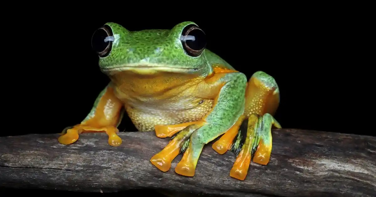 american green tree frogs resting on green leaves inside a terrarium