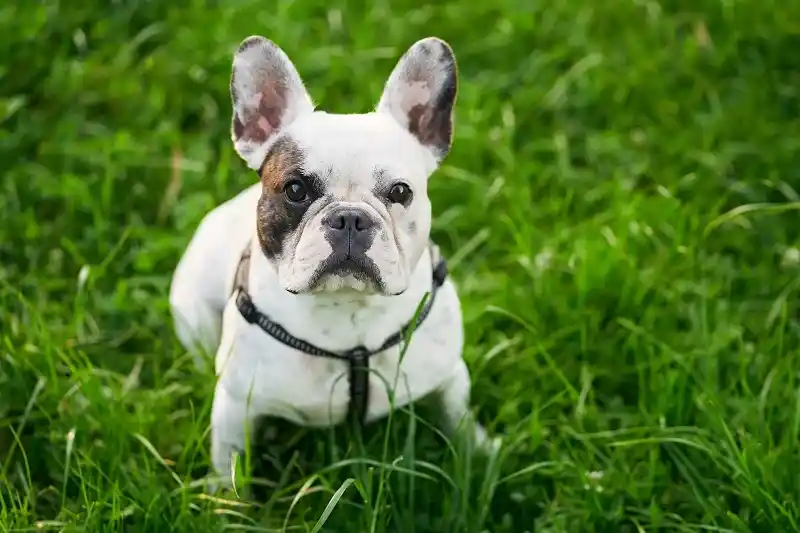 American Staffordshire Terrier sitting on green grass, showing muscular build and alert expression