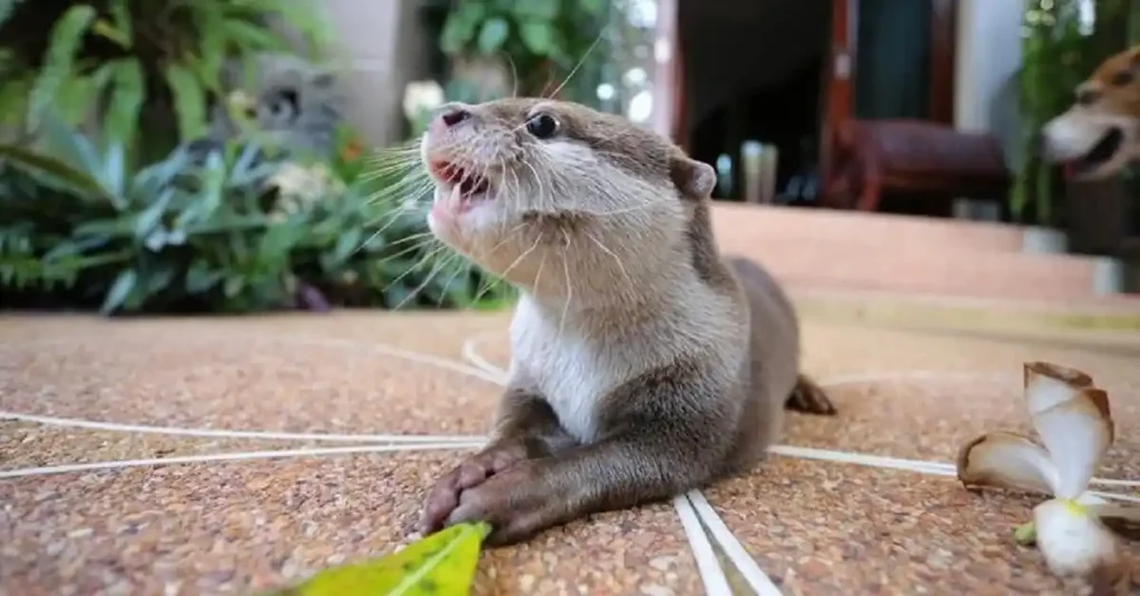 Are ferrets good pets? Playful ferrets as ideal companions.