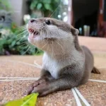 Are ferrets good pets? Playful ferrets as ideal companions.