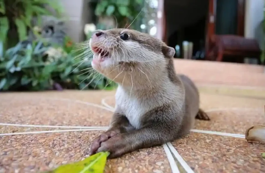 Are ferrets good pets? Playful ferrets as ideal companions.