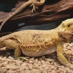 bearded dragon care setup with proper lighting and habitat